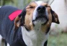 Canil Municipal de Sorocaba estará de portas abertas para adoção responsável de cães e gatos neste sábado (28)