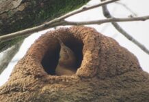 Coaves Kids tem encontro no Parque da Água Vermelha no dia 21 de fevereiro