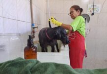 Voluntários oferecem atendimento especial aos cães do Canil Municipal de Sorocaba