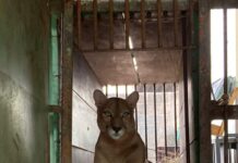 Onça-parda do Zoológico de Sorocaba está em tratamento na Unesp Botucatu