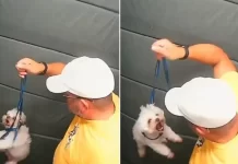 Guarda aposentado agride cãozinho dentro do elevador em SP; vídeo