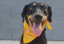 Feira de adoção de cães do Canil Municipal ocorrerá no Parque Campolim neste sábado (28)