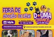 Panorâmico Power Center recebe a feira de adoção de cães do Canil Municipal de Sorocaba nesta sexta-feira (10)