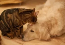 Lei define guarda compartilhada de pets; veja detalhes