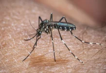 Chikungunya: ministro classifica como crítica situação em Dourados