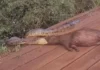Sucuri arrasta capivara pela cabeça às margens de córrego em MS; vídeo