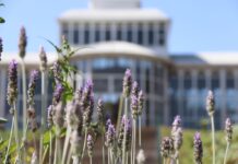 Inscrições abertas para o I Workshop de Plantas Medicinais, Aromáticas e Fitoterápicos no Jardim Botânico de Sorocaba