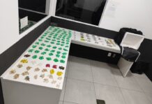 GCM apreende 1.183 porções de drogas no Parque São Bento