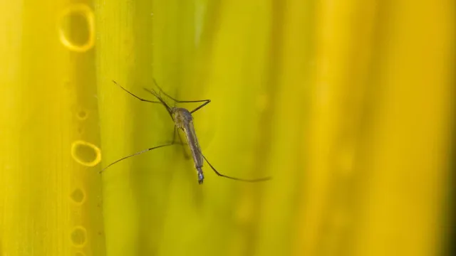 Estado de SP confirma mais duas mortes por febre amarela