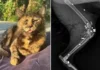 Gata é morta com 27 tiros de espingarda em SC; Polícia investiga