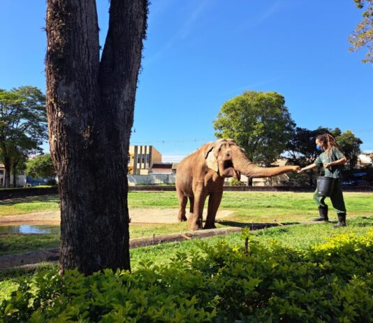Prefeitura vai recorrer da decisão judicial a respeito da transferência do elefante Sandro do Zoo de Sorocaba