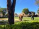 Prefeitura vai recorrer da decisão judicial a respeito da transferência do elefante Sandro do Zoo de Sorocaba