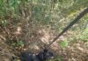 GCM apreende adolescente e 432 porções de drogas no Parque São Bento