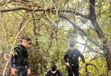 GCM apreende cerca de cinco quilos de maconha em mata no Habiteto