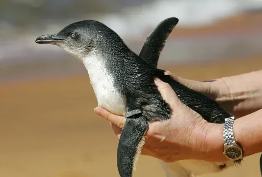 Em dois meses, 796 pinguins são encontrados mortos nas praias de Florianópolis
