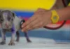 Lei torna crime exercício ilegal da medicina veterinária