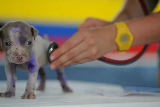 Lei torna crime exercício ilegal da medicina veterinária