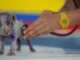 Lei torna crime exercício ilegal da medicina veterinária