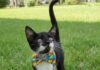 Prefeitura de Sorocaba abre inscrições para castração gratuita de cães e gatos no mês de junho