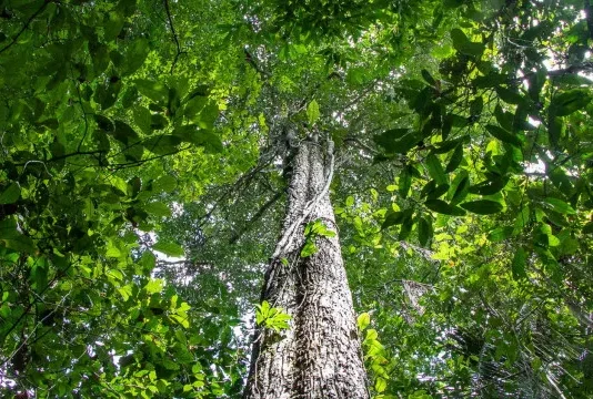 Amazônia tem menor área sob alerta de desmatamento em 10 anos