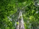 Amazônia tem menor área sob alerta de desmatamento em 10 anos