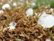 Tempestades e granizo continuam no Rio Grande do Sul