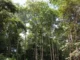Amazônia tem menor índice de desmatamento para o 1º semestre em uma década