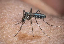 El Niño pode aumentar casos de chikungunya e dengue no Brasil