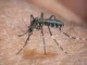 El Niño pode aumentar casos de chikungunya e dengue no Brasil