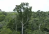 Desmatamento tem novo recorde mínimo em 2025 na mata atlântica e no pampa