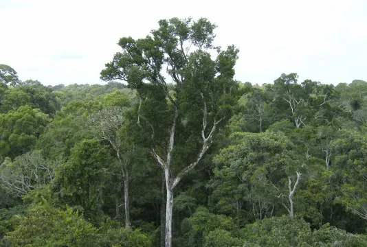 Desmatamento tem novo recorde mínimo em 2025 na mata atlântica e no pampa