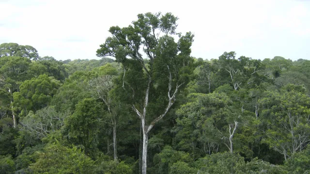 Desmatamento tem novo recorde mínimo em 2025 na mata atlântica e no pampa