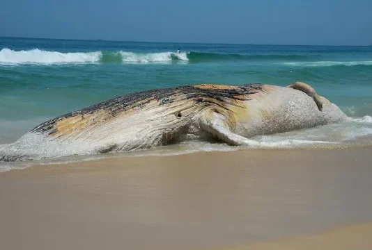 Baleia-jubarte morta aparece na orla e atrai curiosos em Praia Grande, litoral de SP