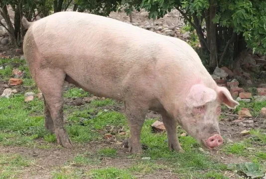 Morre porco clonado em projeto da USP para transplante de órgãos em humanos