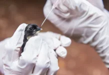 SP confirma segundo caso de gripe aviária do ano em ave encontrada no Ibirapuera