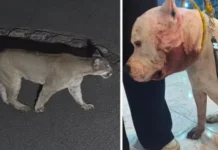 Onça ataca pitbull dentro de casa em São Paulo; vídeo