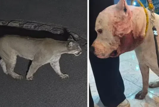 Onça ataca pitbull dentro de casa em São Paulo; vídeo