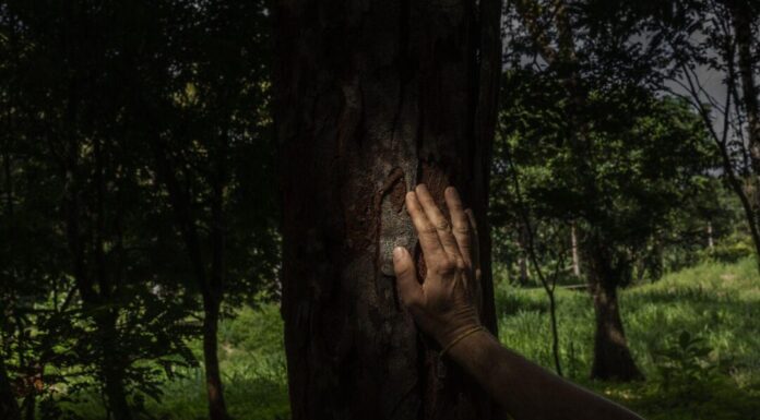 O futuro do Pau-Brasil: como atua lobby que tenta legalizar espécie para a Europa