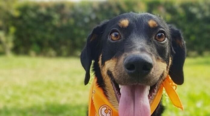 Ceagesp recebe evento de adoção de cães do Canil Municipal de Sorocaba neste sábado (5)