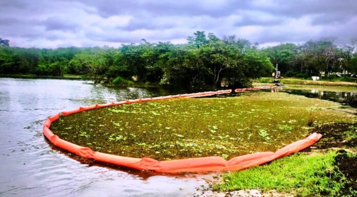 SaaeSorocaba finaliza limpeza e remoção de plantas aquáticas em lago do Parque Vitória Régia