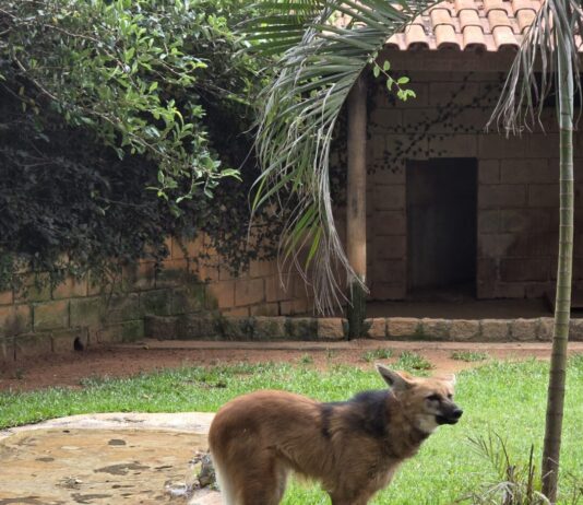 Dia do Lobo-Guará reúne mais de 1800 pessoas em programação educativa no Zoo de Sorocaba