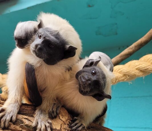 Zoo de Sorocaba participa de ação de conservação de primata entre os mais ameaçados do mundo